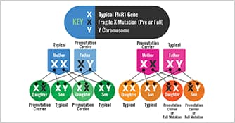 Inheritance of Fragile X Inheritance of Fragile X